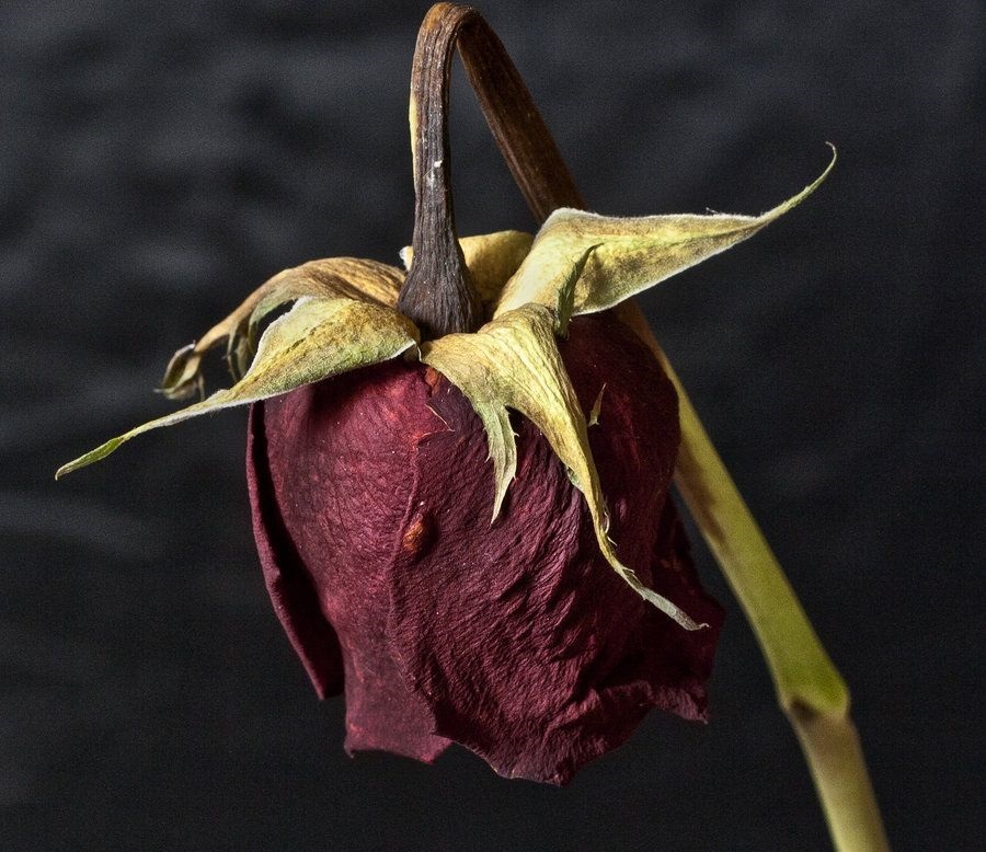 Descoperă cele mai îngrozitoare moduri de a muri, explicate de știință: durere extremă, frică și reacțiile uluitoare ale corpului uman.