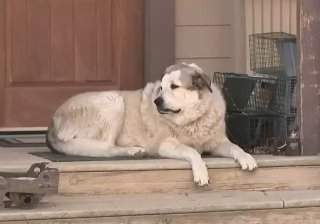 Animalele au inimi mai mari ca oamenii! El este Buford, câinele erou care a salvat un copil de 2 ani din sălbăticia Arizonei