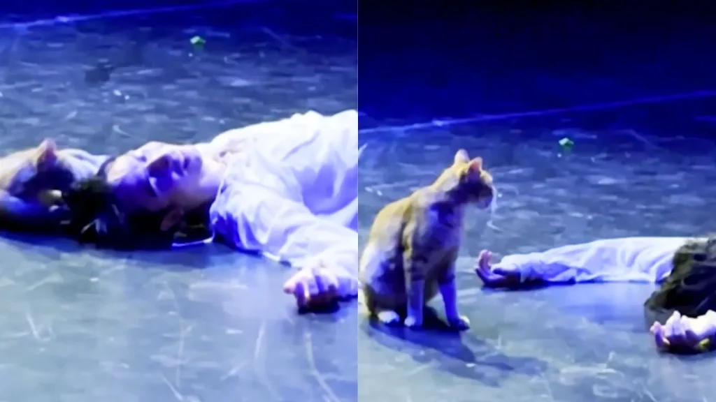 Pisica care a distrus cel mai trist final din „Romeo și Julieta”. Momentul viral care a făcut milioane de oameni să râdă