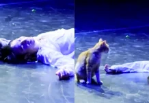 Pisica care a distrus cel mai trist final din „Romeo și Julieta”. Momentul viral care a făcut milioane de oameni să râdă
