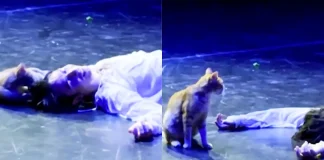 Pisica care a distrus cel mai trist final din „Romeo și Julieta”. Momentul viral care a făcut milioane de oameni să râdă