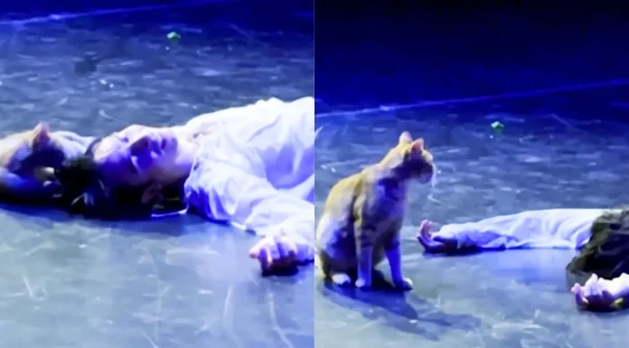 Pisica care a distrus cel mai trist final din „Romeo și Julieta”. Momentul viral care a făcut milioane de oameni să râdă