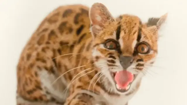 O nouă specie de pisică a fost descoperită după mai bine de 100 de ani. Animalul era considerat o simplă pisică domestică